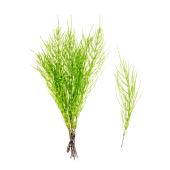 HORSETAIL FERN